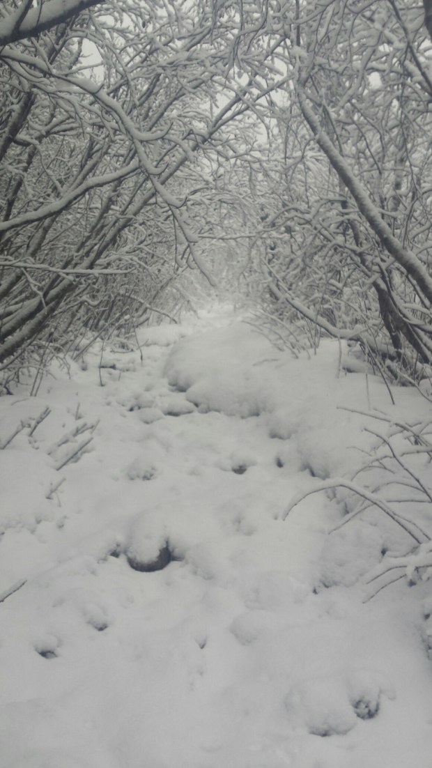 20151205_111642_resized_1