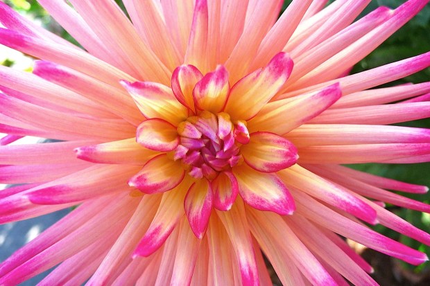 P1120098 DAHLIA 10 ECU