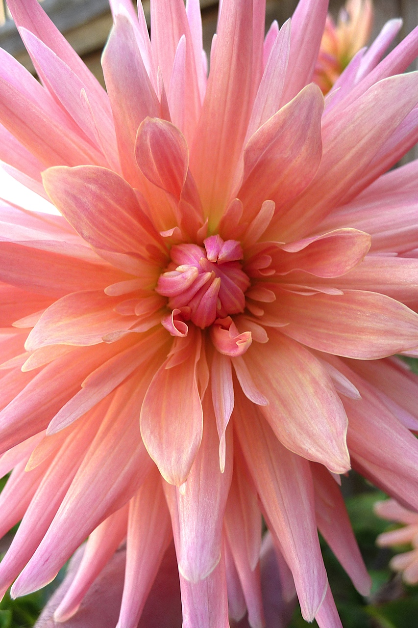 P1120127 DAHLIA 05 ECU