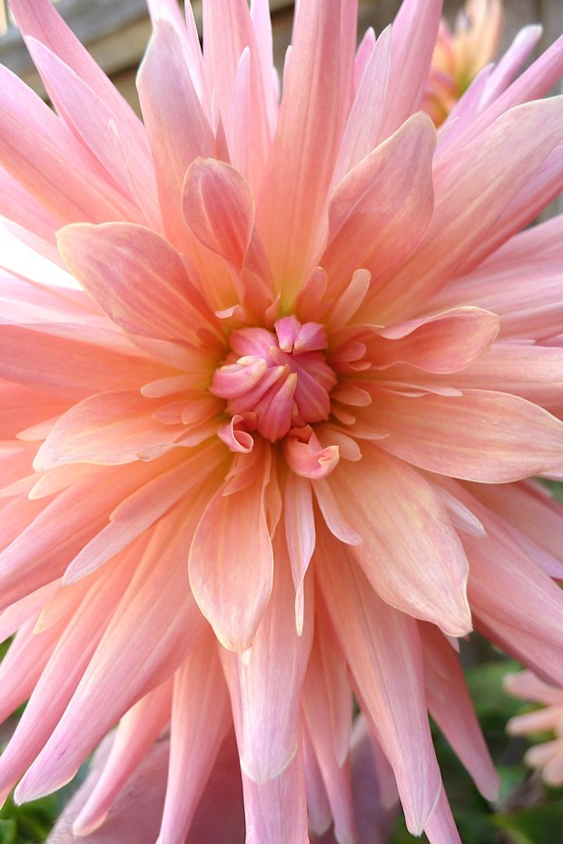 P1120127 DAHLIA 05 ECU