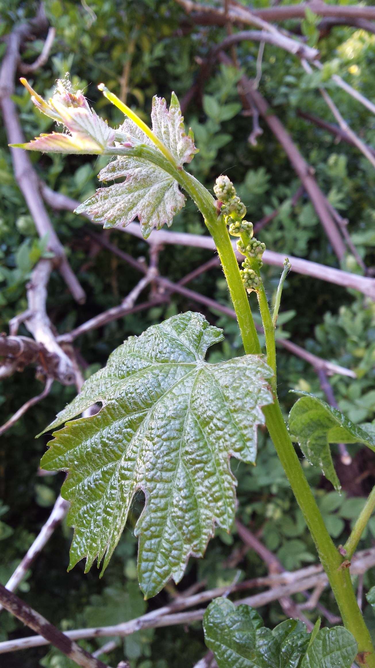 20160501_183201.jpg