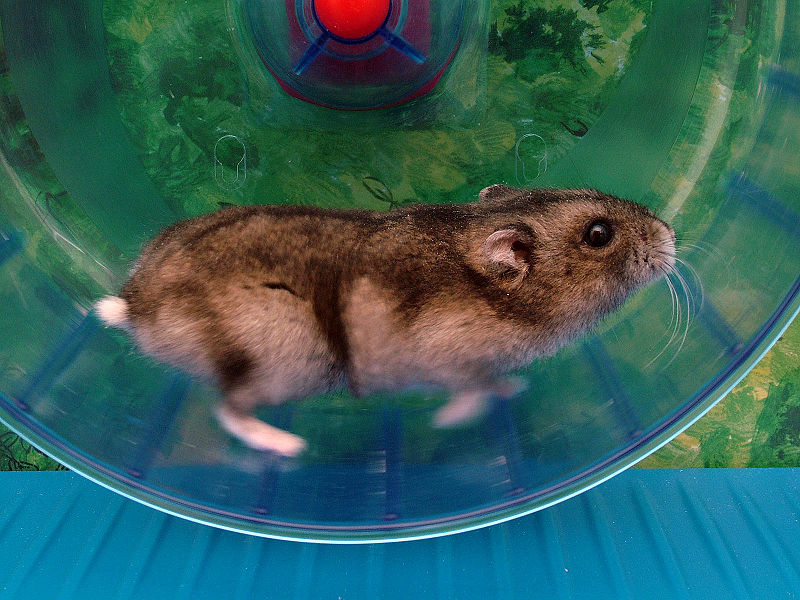 800px-Phodopus_sungorus_-_Hamsterkraftwerk