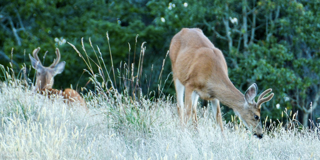 deer copy