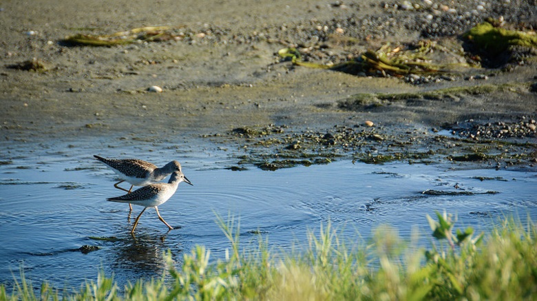sandpiper copy