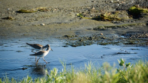 sandpiper copy