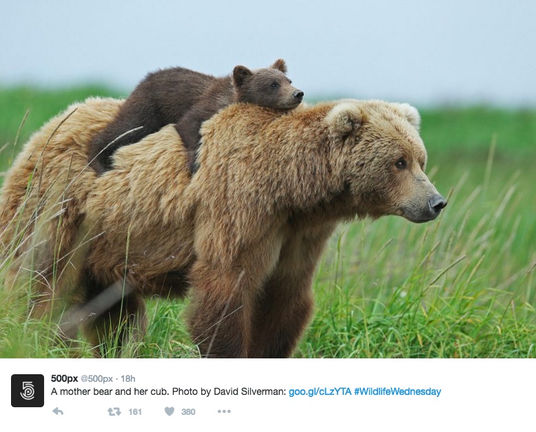 bear-copy
