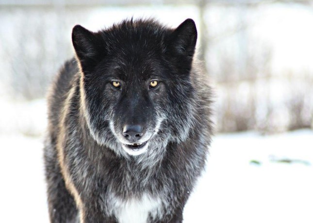 wolf-copy