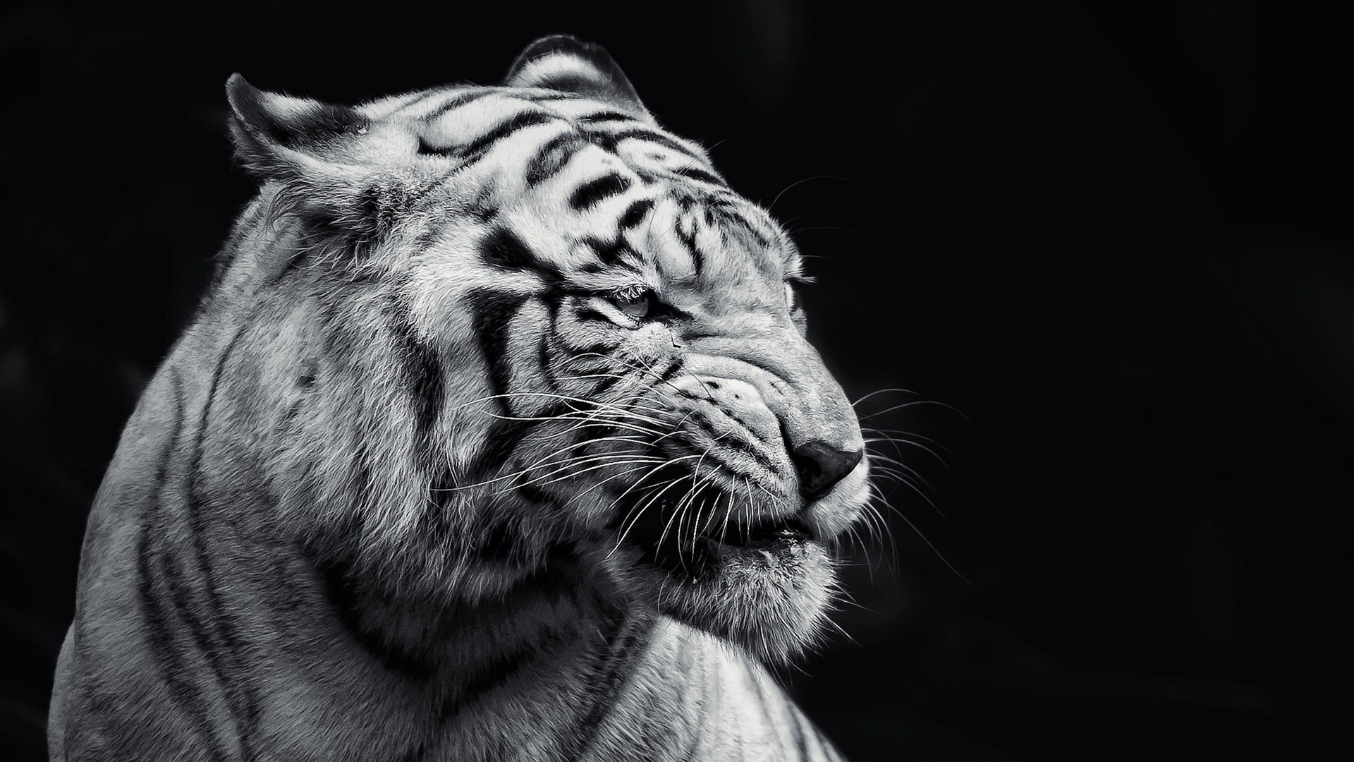 angry-tigers-photos
