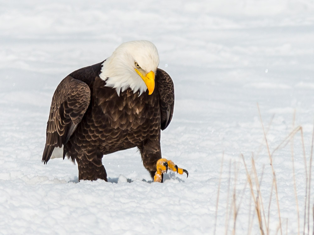eagle7_zps8ed9759d