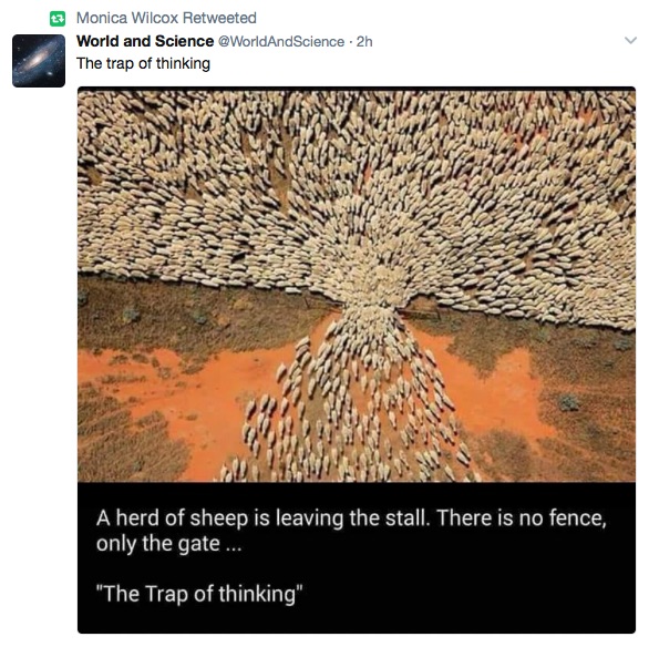 trap copy