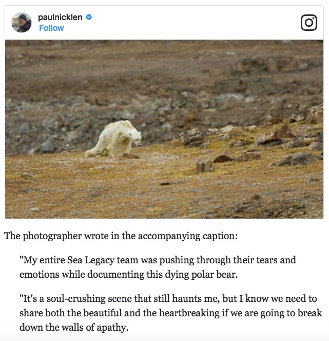 bear.jpeg