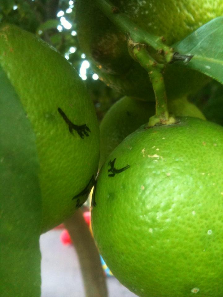 lemon_kiss_by_caen_n-d8oh220.jpg